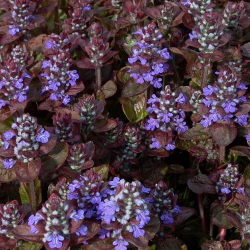 Ajuga reptans 'Atropurpurea' - Indás ínfű