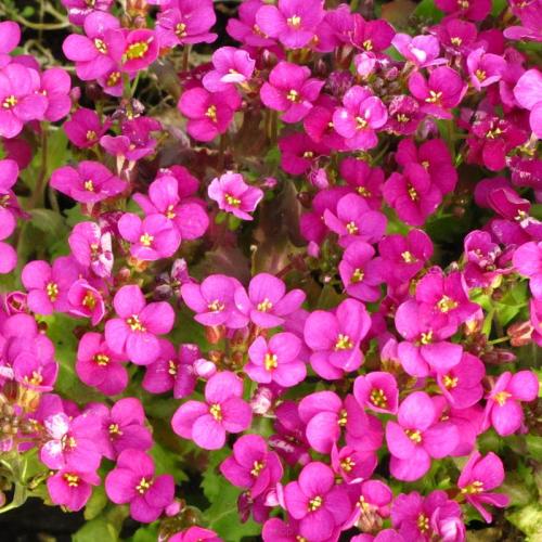 Arabis caucasica 'Aubris Deep Rose' - Kaukázusi ikravirág