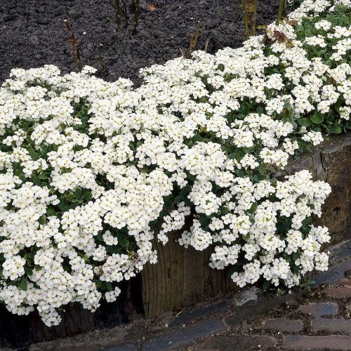 Arabis caucasica 'Aubris White' - Kaukázusi ikravirág