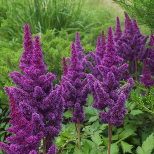 Astilbe arendsii 'Black Pearls' - Kerti tollbuga