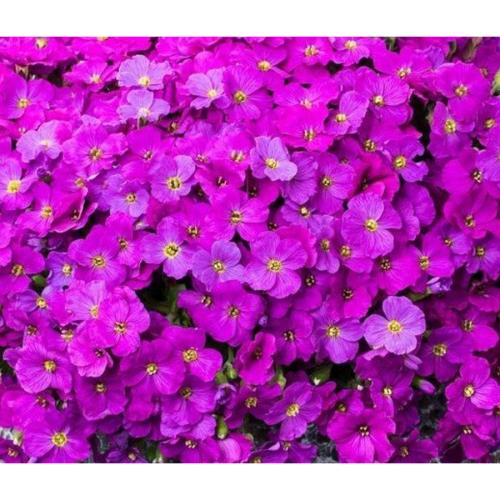 Aubrieta gracilis 'Florado Neon Pink' - Pázsitviola