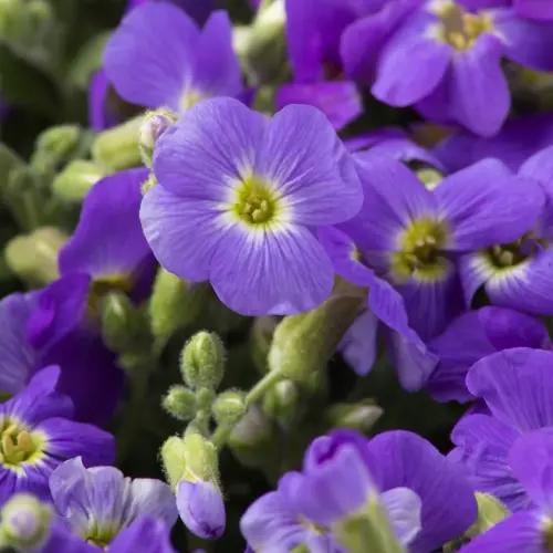 Aubrieta gracilis 'Florado Blue Eye' - Pázsitviola