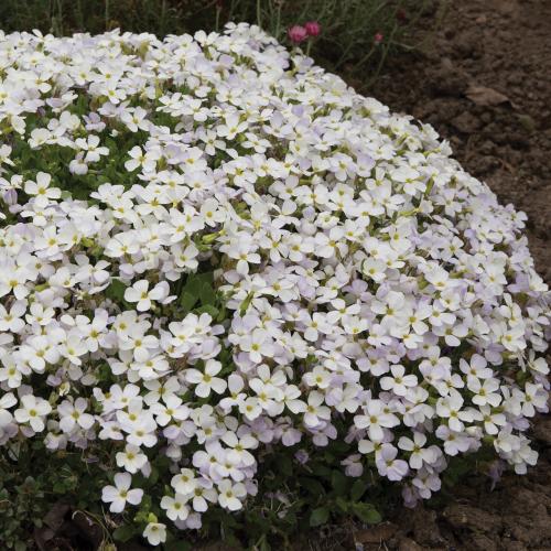 Aubrieta gracilis 'Florado White' - Pázsitviola