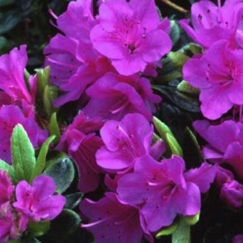 Rhododendron 'Geisha Purple' - Törpe japán azálea