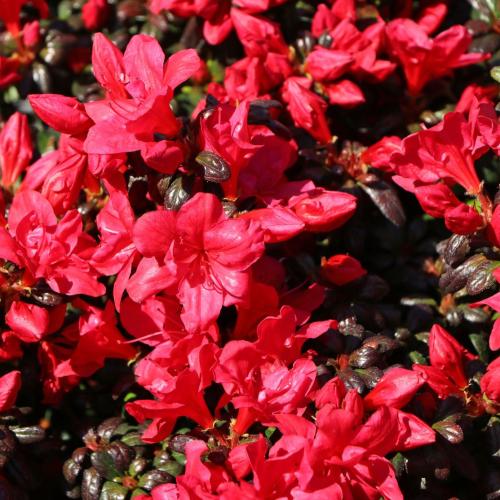 Rhododendron 'Maruschka' - Törpe japán azálea