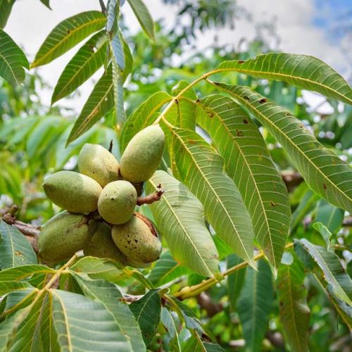 Carya illionensis 'Desirable'  - Pekándió oltvány