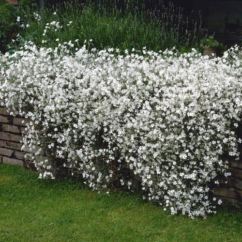 Cerastium tomentosum - Molyhos madárhúr