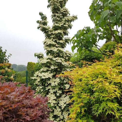 Cornus kousa  'Flower Tower' - Oszlopos csillagsom
