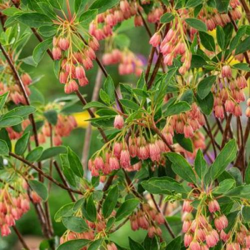 Enkianthus campanulatus 'Cracklin Rosie' - Csengőbojt