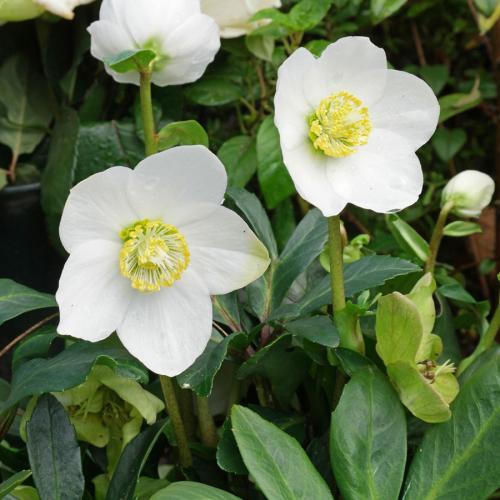 Helleborus niger - Fekete hunyor