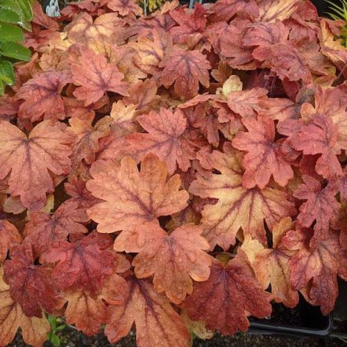 Heuchera micranta ’Sweet Tea'  - Tűzeső