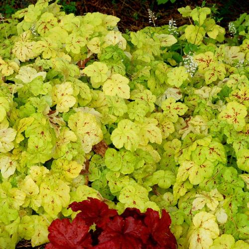 Heuchera micranta ’Yellowstone Falls’  - Tűzeső
