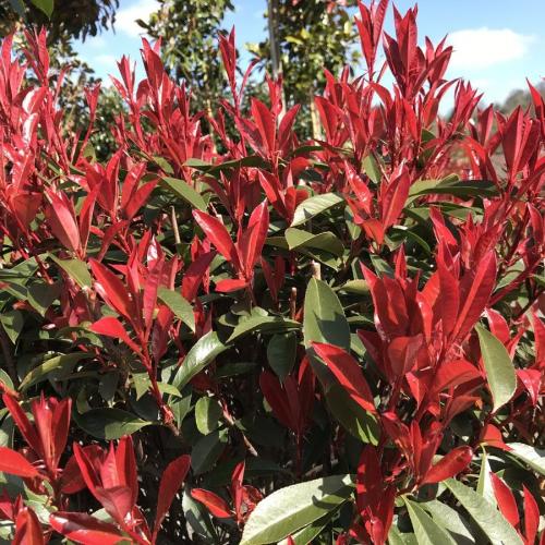 Phoetinia x fraseri ’Carre Rouge’ - Korallberkenye