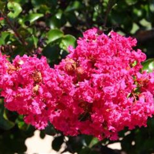 Lagerstroemia indica  ‘Turenne' -  Kínai selyemmirtusz