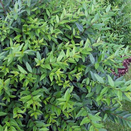 Ligustrum vulgare ‘Lodense’ -  Törpe fagyal