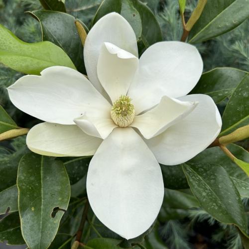 Magnolia grandiflora ’Gallisoniensis’ - Örökzöld magnólia