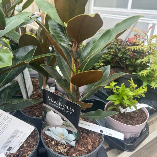 Magnolia grandifliora 'Little Gem' - Örökzöld magnólia