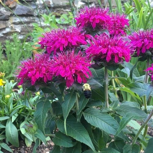 Monarda dydima  'Balmy Purple Red' - Méhbalzsam