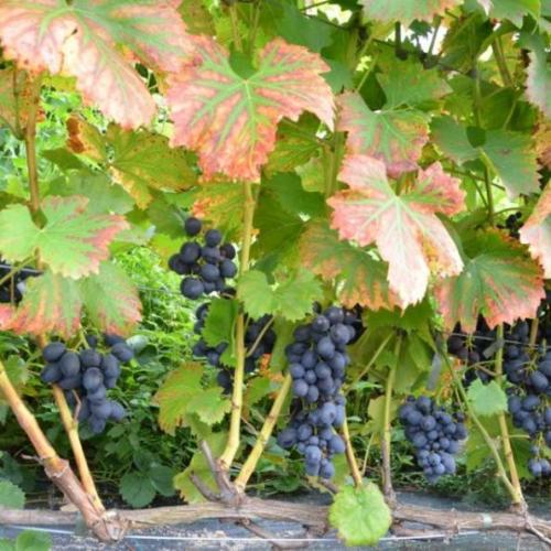 Csemegeszőlő oltvány 'Néro' (reziszetns)