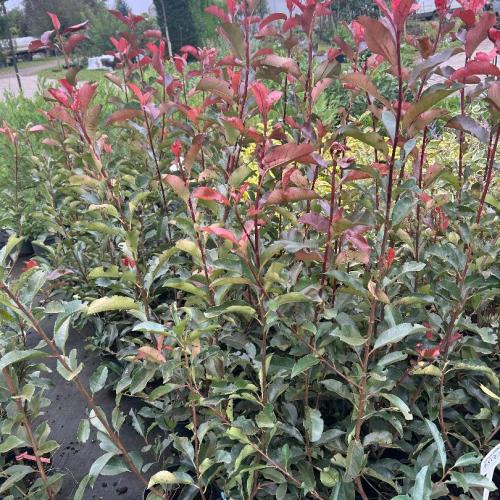 Phoetinia  x fraseri ’Red Select’ - Korallberkenye