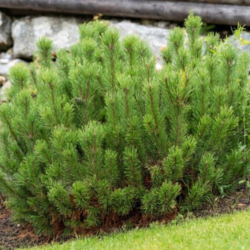 Pinus mugo - Havasi törpefenyő