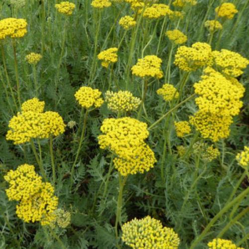 Achillea filipendulina 'Coronation Gold' - Jószagú cickafark (Sárg)
