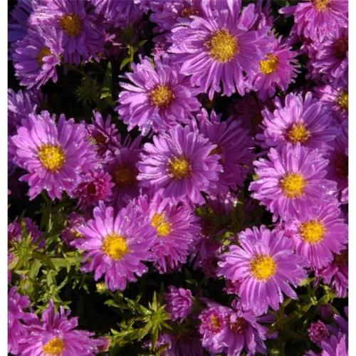 Aster dumosus 'Kassel' - Törpe őszirózsa (Lila)