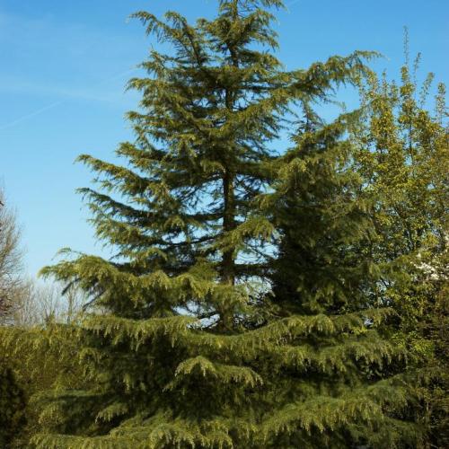Cedrus deodara (k5, Konténeres)