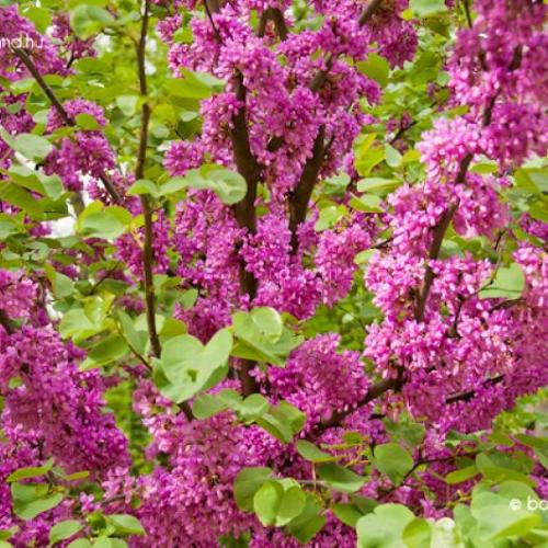 Cercis siliquastrum - Közönséges júdásfa (Rózsaszín)