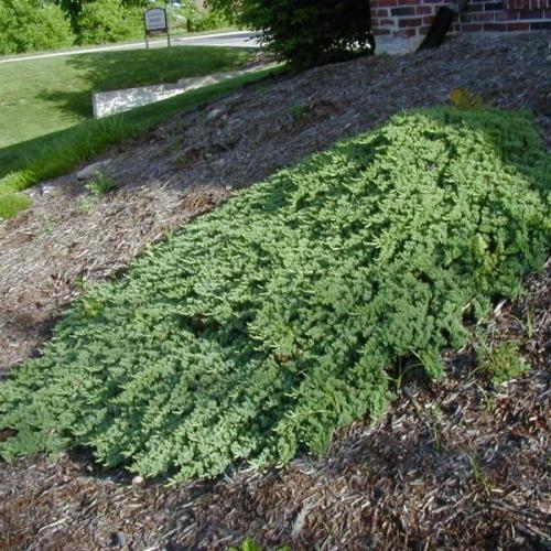 Juniperus procumbens 'Nana' (k2, Konténeres)