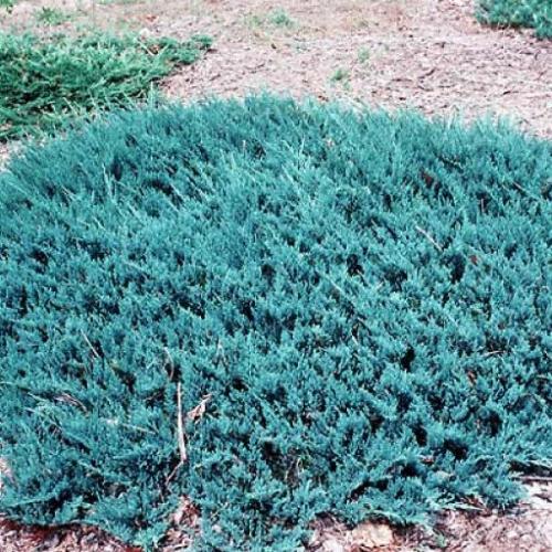 Juniperus horizontalis 'Blue chip' - Kék terülő boróka