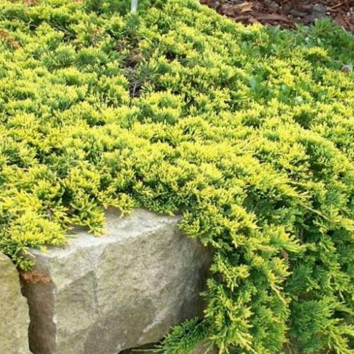 Juniperus horizontalis 'Golden Carpet' - Henye boróka (sárga)