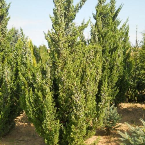 Juniperus chinensis 'Keteleri' (k3, Konténeres)
