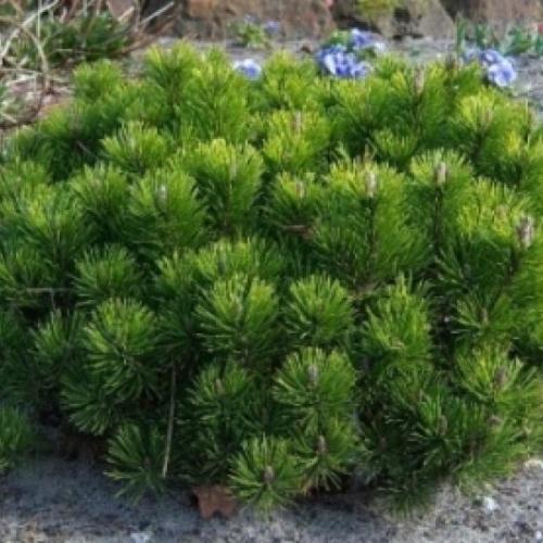 Pinus mugo 'Pumilio' (k2, Konténeres)