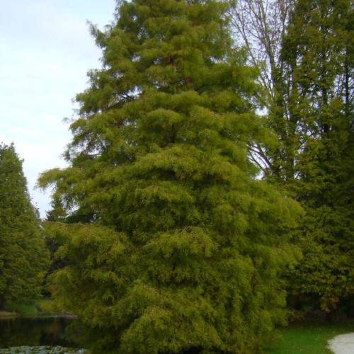 Taxodium distichum - Mocsárciprus (k2, Konténeres)