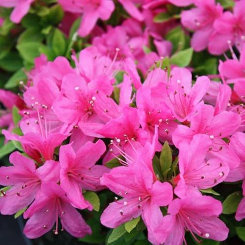 Rhododendron 'Geisha Pink' - Törpe japán azálea