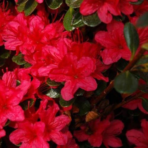 Rhododendron 'Geisha Red' - Törpe japán azálea