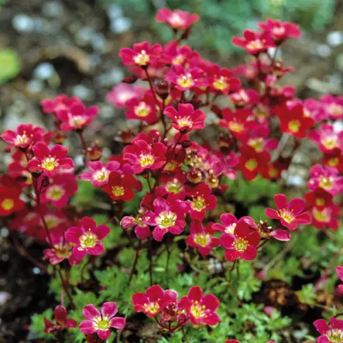 Saxifraga x arendsii 'Marto Red'  - Kőtörőfű