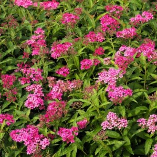 Spiraea japonica 'Neon Flash' - Japán gyöngyvessző