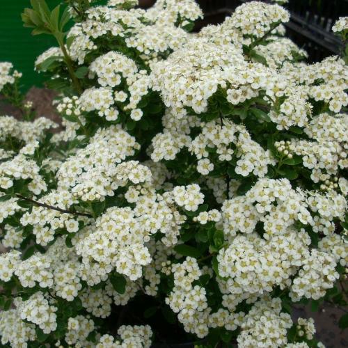 Spiraea nipponica 'Snowmound' - Nipponi gyöngyvessző