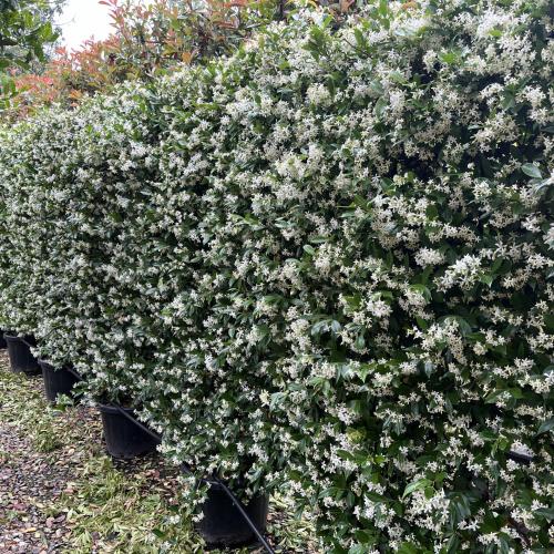 Trachelospermum jasminoides - Csillagjázmin