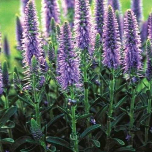 Veronica spicata 'Nana Blauteppich' - Macskafarkú veronika