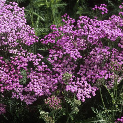 Achillea filipendulina 'Lilac Beauty' - Közönséges cickafark (lilás rózsaszín)