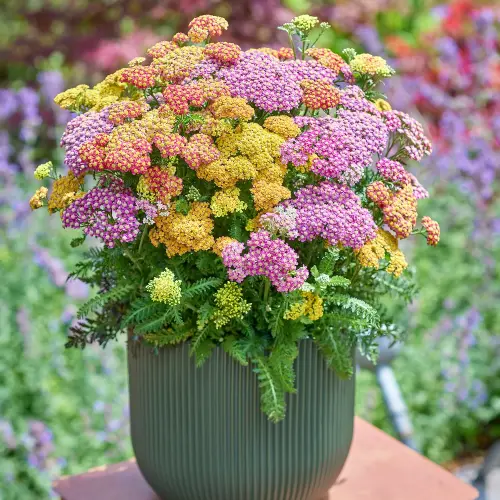 Achillea millefolium 'Milly Rock Mixmasters® Dance' - Közönséges cickafark