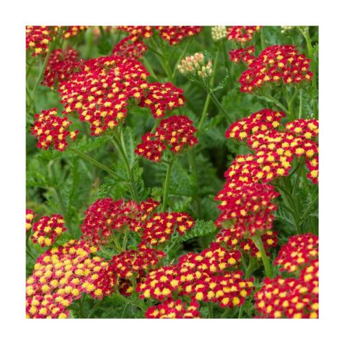 Achillea millefolium 'Milly Rock Red' - Cickafark
