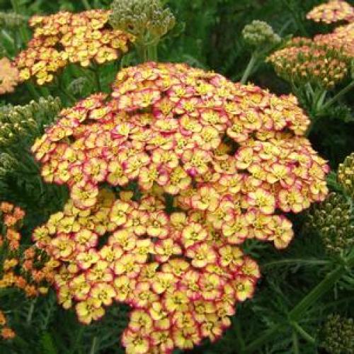 Achillea millefolium 'Milly Rock Yellow Terracotta' - Cickafark