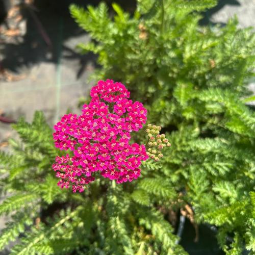Achillea millefolium 'Milly Rock Rose' - Cickafark