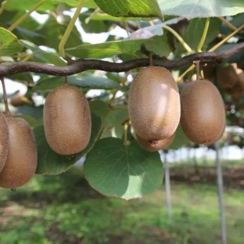 Actinidia deliciosa 'Hayward'-  Termős kivi