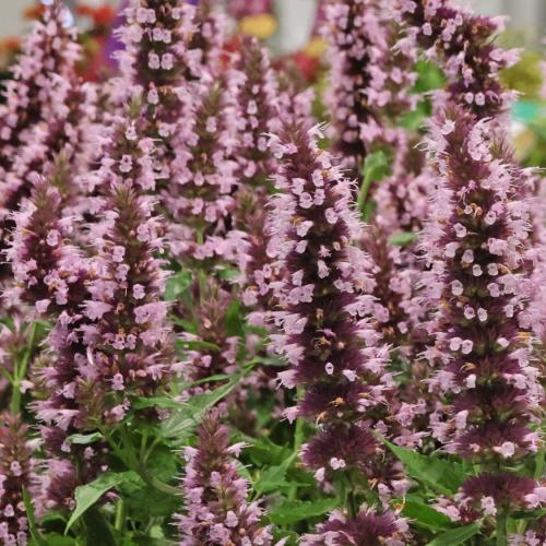 Agastache 'Beelicious Pink' - Izsópfű