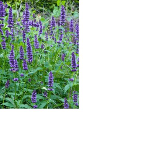 Agastache rugosa 'Little Adder' - Izsópfű, ánizsizsóp